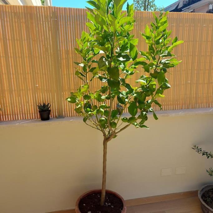Monolocale Nuova Costruzione Con Giardino Apartment Rom